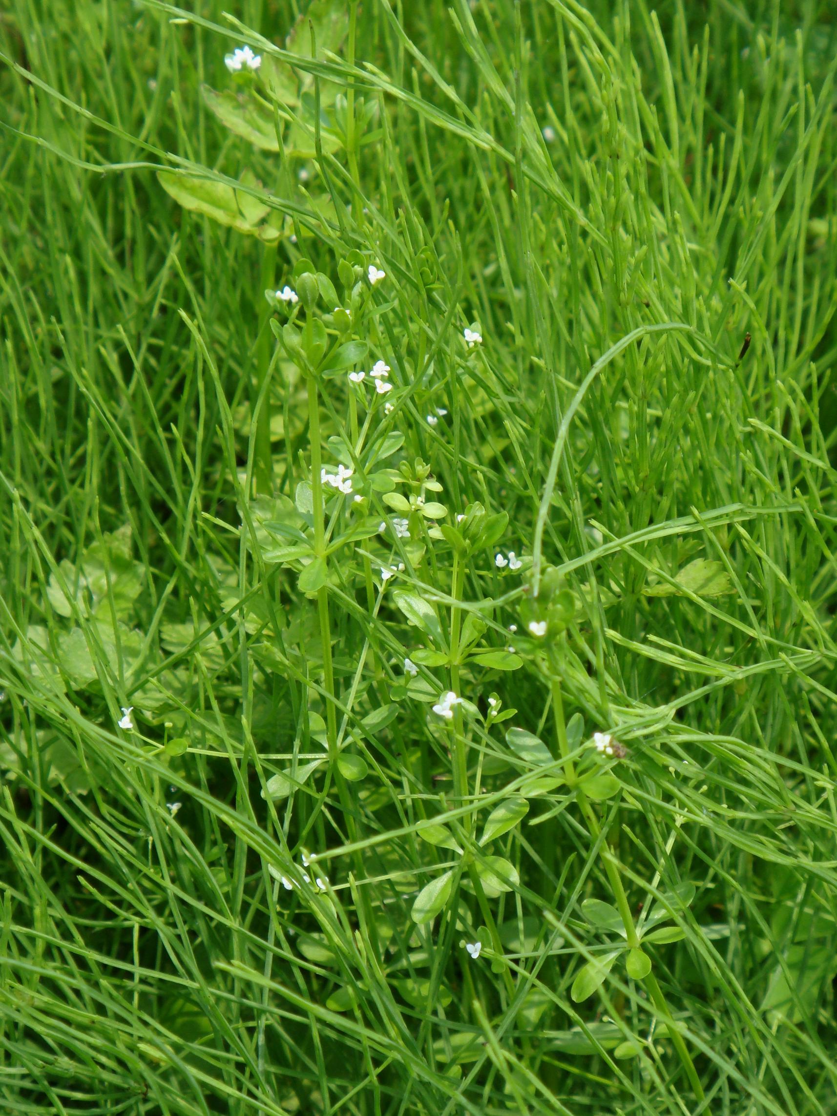 Galium trifidum L. subsp. columbianum (Rydberg) Hultén